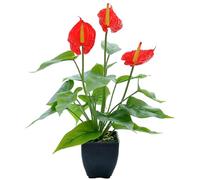 CGTQROVR Calla Lily Fiori artificiali, realistica lattice fauci di calla lily flode vera pianta in vaso floreale per esterno giardino interno decorazione