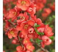 Chaenomeles Japonica - Japanese Quince 30 Tree Seeds.