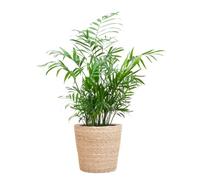 Chamadorea Elegans con cestino Sofia naturale - 45-55cm - Ø17cm - Pianta d'appartamento - Sempreverde