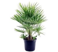 Chamaerops Humilis PALMA NANA in vaso 24 cm AMDGarden