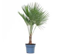 Chamaerops humilis - Vaso 21 - Palma nana - Palma di San Pietro - Pianta vera Grande - Da esterno o Interno