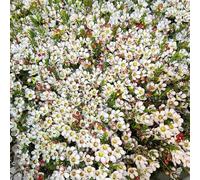Chamelaucium uncinatum balcone primaverili decorazioni giardino per esterni arredamento del balcone del soggiorno semi di come bomboniera 280semi