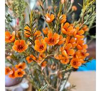 Chamelaucium uncinatum - semi tagliati di prato selvatico semi balcone resistenti per giardini rocce selvatiche balcone 20 pezzi