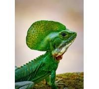 Chameleons : 90 GSM ruled journal book , create your own destiny