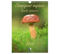 Champignons magiques - Beautés éphémères (Calendrier mural 2027 DIN A4 horizonta