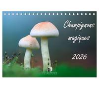 Champignons magiques (Calendrier de bureau 2026 DIN A5 vertical), CALVENDO calendrier mensuel: Un calendrier fascinant qui met en lumière, mois après ... et la beauté mystérieuse des champignons.