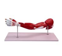 CHANGLKJ Modello Anatomico del Braccio Umano con Muscoli, Modello Anatomico dei Muscoli Dell'arto Superiore, Modello Anatomico del Braccio a Grandezza Naturale 1:1 con Numerazione, Design Staccabile