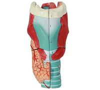 CHANGLKJ Modello anatomico della laringe Umana, Modello di Gola Umana ingrandito 2X, Mostra i Dettagli dell'anatomia delle Pieghe vocali e del Tratto respiratorio, 5 Parti Staccabili, per Studio