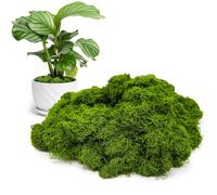 CHAOTEMAI Muschio Finto per Decorazioni Muschio Stabilizzato Finto Lichene Stabilizzato Muschio Presepio Sintetico Quadro Lichene Decorazioni Parete Terrario Casa (Verde chiaro 200g)