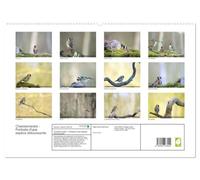 Chardonnerets - Ritratti di una specie abbagliante (calendario da parete 2027 DIN A2 verticale), CALVENDO calendario mensile