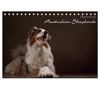 Charmante Australian Shepherds (Tischkalender 2026 DIN A5 quer), CALVENDO Monatskalender: Australian Shepherds im Portrait