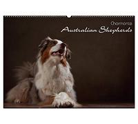 Charmante Australian Shepherds (Wandkalender 2026 DIN A2 quer), CALVENDO Monatskalender: Australian Shepherds im Portrait