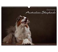 Charmante Australian Shepherds (Wandkalender 2026 DIN A3 quer), CALVENDO Monatskalender: Australian Shepherds im Portrait