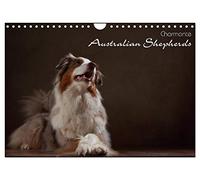 Charmante Australian Shepherds (Wandkalender 2026 DIN A4 quer), CALVENDO Monatskalender: Australian Shepherds im Portrait