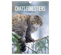 Chats forestiers (Calendrier mural 2026 DIN A4 horizontal), CALVENDO calendrier mensuel: Chaque mois un magnifique et exceptionnel portrait de félins farouches