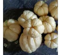 chayote - balcone con parterre elevato decorazione resistente balcone invernale semi di resistenti 200pcs