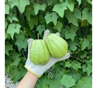 chayote - balcone con semi di chayote Semi di biologici, varietà antiche Coltivare rampicanti giardino resistenti resistenti in 200semi