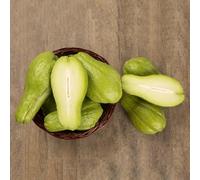 chayote di giardino balcone biologici di d'appartamento giardino balcone 150semi
