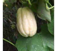 chayote di interni esotici semi di perenne resistenti balcone resistenti semi 50pcs