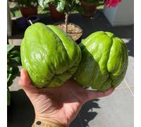 Chayote - in vaso per i luoghi soleggiati interno copertura 40semi