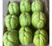Chayote - resistente al calore decorazioni autunnali giardino 90semi