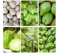 chayote semi biologici semi di giardino di varietà antiche balcone 100pcs