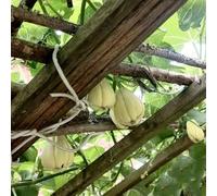 chayote - semi decorativi biologici balcone con parterre elevato semi resistenti balcone invernale 50pcs