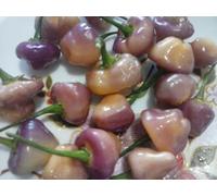 CHEIRO ROXA CHILI PEPPER, ORNAMENTA LE, EXCELLENT, BRAS ILIANO, FLOWERBED, PEPPER, SEMI SEEDS