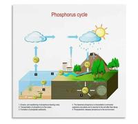 Chemical Cycles Poster Environmental Science Education