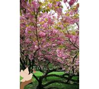 Cherry Blossom: A Notebook Full of Inspiration: 6x9 Inch Lined Notebook | 110 Pages | Cherry Blossom Tree Design | Perfect for Journaling, School, or as a Gift