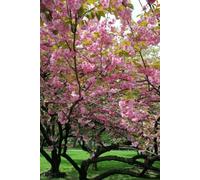 Cherry Blossom: A Notebook Full of Inspiration: 6x9 Inch Lined Notebook | 110 Pages | Cherry Blossom Tree Design | Perfect for Journaling, School, or as a Gift