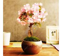 Cherry Blossom, Fower, a Pink, 50 Semi Seeds ONLY