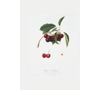 ‘Cherry (Cerasus visciola) from Pomona Italiana’ Hardcover 6x9 Matte Journal, 150 Lined White Pages: Artwork by Giorgio Gallesio