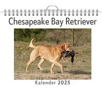 Chesapeake Bay Retriever