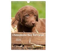 Chesapeake Bay Retriever 2026 (Wandkalender 2026 DIN A4 hoch), CALVENDO Monatskalender: In diesem Kalender wird eine der insgesamt 6 Retrieverrassen präsentiert.