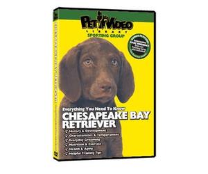 CHESAPEAKE BAY RETRIEVER DVD! + Dog & Puppy Training Bonus