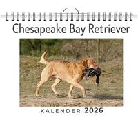 Chesapeake Bay Retriever: (Wandkalender 2026, Kalender DIN A4 quer, Monatskalender im Querformat mit Kalendarium, das perfekte Geschenk)