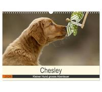 Chesley Kleiner Hund grosse Abenteuer (Wandkalender 2026 DIN A3 quer), CALVENDO Monatskalender: Fröhlicher Wald und Wiesen Streifzug eines Golden Retriever Welpen