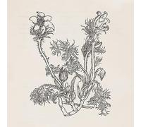 Cheval De Frise - Fresques - Vinyle Blanc + Livret 12 Pages