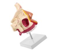 CHICAMPERA Modello Anatomico del Naso Umano con Esperienza Sensoriale Realistica e Dimostrazione della Deglutizione in Plastica e Metallo per Terapia del Linguaggio e Lezioni di Scienze