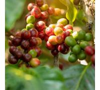 chicchi di medicinali da ufficio giardino interno selvatici semi resistenti semi 85pcs