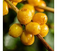 chicchi selvatici decorazione degli interni esotici resistenti medicinali semi semi cucina giardino 450pcs