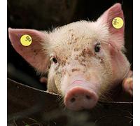 CHICIRIS Etichette Auricolari Colorate per Bestiame da 100 Pezzi, per Identificare Pecore, Bovini e Suini, Materiale TPU, Facile da Usare, Diametro 3 Cm, Altezza 2 Cm, per la Prevenzione Dell'epidemia