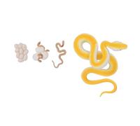 CHICIRIS Set di Figurine del Ciclo di Vita del Serpente, Modello di | Materiale PVC, Decorazione Educativa per Aule, Figurine delle Fasi di Crescita degli Animali, Giocattolo Sicuro e Inodore,