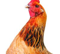 Chicken Pillow - 33x35cm Cute Animal Cushion | Convenient Adaptable Placement Chicken Shaped Throw Pillow | Farmhouse Style Accent For Couch Sofa Home Living Room Holiday Farmhouse Indoor