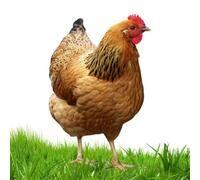 Chicken Yard Art - 2D Acrylic Garden Stake | Outdoor Hen Decoration