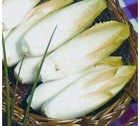 Chicory Brussels Witloof Appx 3,000 Semi Seeds ONLY