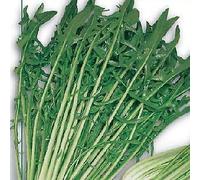 Chicory Catalogna Pugliese Cichorium 2000 seeds