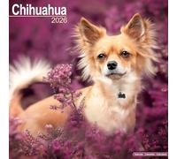 Chihuahua 2026 Calendar | Square Wall Calendar | Dog Breed Gift | Plastic Free Packaging | by Avonside Publishing