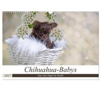 Chihuahua-Babys - Amy und Angel im Studio (Wandkalender 2027 DIN A3 quer), CALVE